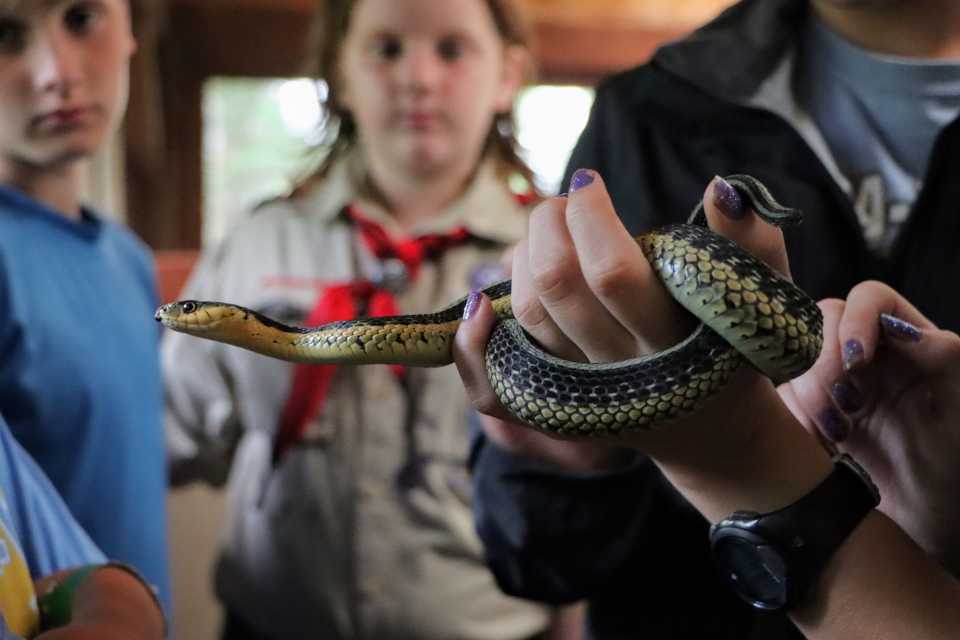 A snake coils around a carriers hand