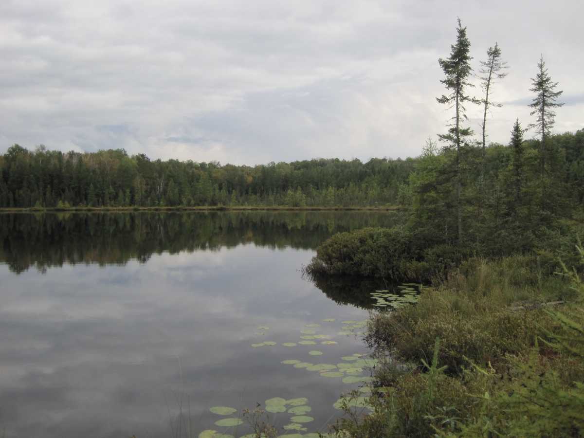 The sky and treeline reflect off the still surface of Muskrat Bog