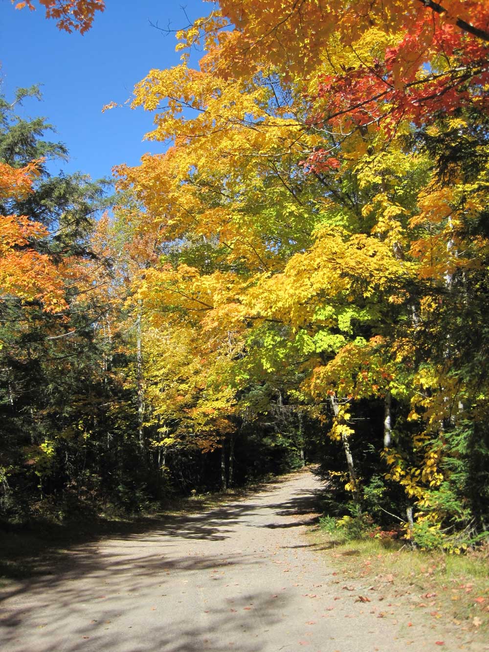 Fall & Spring